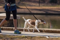 【干货】狗狗服从性训练——随行