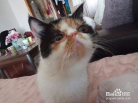 怎么训练猫咪的服从性