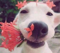 让狗狗更可爱的几种方法，主人这样坚持做，狗狗更受欢迎