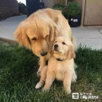 如何训练幼犬？基础训练小狗的五大方法！