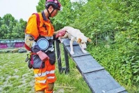 搜救犬训练：幼犬须过5关 三千次以上反复训练