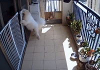 超实用的4个训狗办法，两周还你一只乖巧狗！