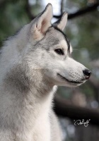 教你颠覆传统的狗狗调教法