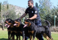 训狗师常用的“5大妙招”，让狗狗帮你提东西！