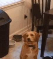 想让狗狗“服服贴贴”，5个小技巧教给你