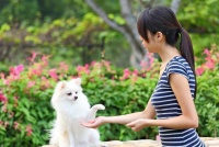 狗狗其它技能不会没关系，但这5个技能，必须要学会！