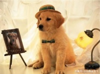 在生活中，狗狗总是不听话，教你在家就可以训练狗狗的方法！