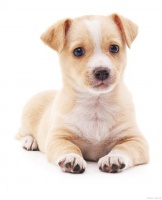 小狗怎么训练它才能听话？这四个要点需把握