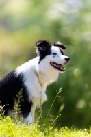 边牧训练方法及口令！边牧训练秘籍：从小白到专业牧羊犬的全指南