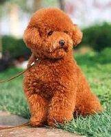 狗狗养护训练大全