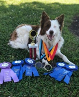 三种对狗狗很有必要的训练方法，负责任的铲屎官们应该掌握这些