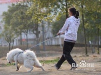 宠物狗应该怎么训练