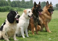 学好这五大训狗技巧，让它“乖乖听话”！