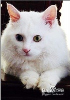 训练宠物猫咪衔东西的方法