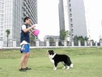 猫咪可以像狗狗一样被训练吗？