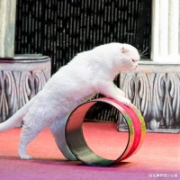 猫咪无法被训练？其实可以，铲屎官要抓住黄金时期