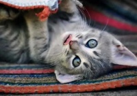 幼猫野性太强怎么驯服？不妨试试这几个训猫大法