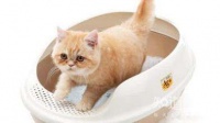 怎样训练猫咪在猫砂中大小便？