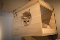 养猫攻略：10条科学训猫方法，养出乖巧猫咪！