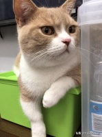 学会驯猫技巧，你家的猫也可以什么都会！驯猫大法，实例讲解