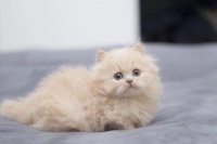 宠物猫咪训练方式有哪些？