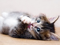 怎样训练猫咪到你身边