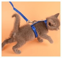 想要驯服小猫，快速得到黏人猫咪？教你一个老一辈人用的绝招！