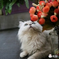 掌握猫咪训练的最好时机