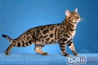 如何训练宠物猫咪衔东西的方法