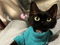 普安特宠物药科普：新手怎么教猫咪做社会化训练？这篇文章告诉你