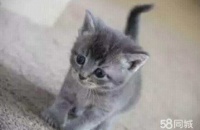 训练宠物猫咪 培养爱猫交际能力