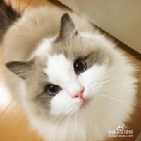 宠物猫的训练方法有哪些