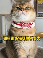猫为什么胆子小？猫咪社会化训练，猫咪外出不应激