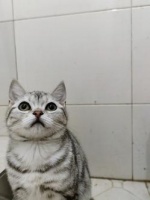 猫咪社会化训练。猫咪不听话怎么办？每天10分钟训练出一只听话