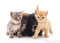 宠物小知识：训猫比训犬要难得多，来学习一下训猫的方式方法吧