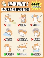 怎样训猫让猫听话？改掉猫咪9个坏习惯