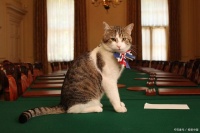 如何训练宠物猫？掌握基本规则，让猫咪成为乖巧的家庭成员