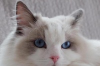 工作太忙，无法经常陪伴猫咪，怎样帮助猫咪打发独处时的无聊时光