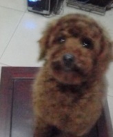 日常中如何矫正宠物贵宾犬的破坏性行为