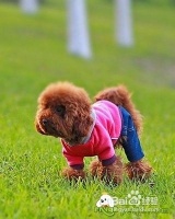 宠物狗的不良行为该怎么矫正