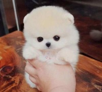 博美犬，这种“小可爱”应该要这么养，请记好这6点