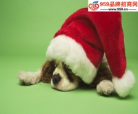 好点加盟费多少钱