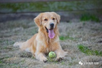 【干货】狗狗服从性训练——卧