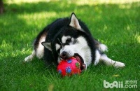 宠物狗如何训练？有多少种训练方法？