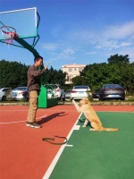 叮铃铃！派多格线上训犬小课堂开课啦！