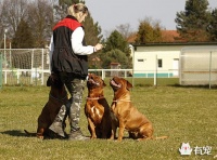 简单几个训练，调教出听话的狗狗！
