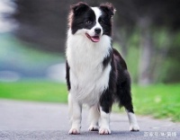 训练：边境牧羊犬，以下三种方法服从性极高，会乖乖听从主人指令