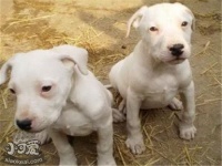 杜高犬服从性怎么训练 杜高犬服从性训练方法