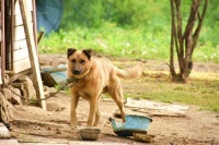 养狗过程中，提升狗对主人的服从度很重要，千万不可把狗养废了