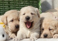 到底怎么训练拉布拉多犬的服从性？训练需注意什么？